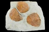 Three Fossil Leaves (Zizyphoides) - Montana #165028-1